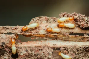 Formosan termites