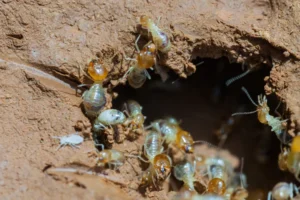 Eastern subterranean termites