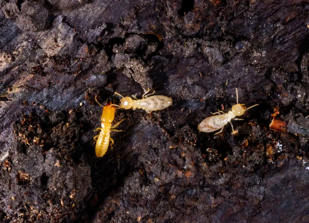 termites in nest