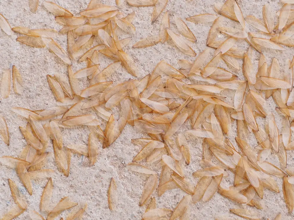 termite swarmer wings