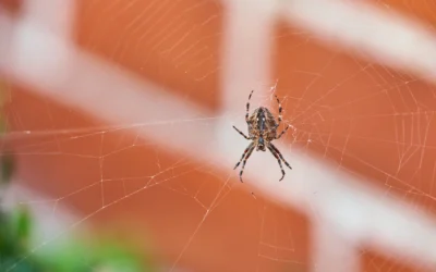 How to Prevent Pests During Transitional Months