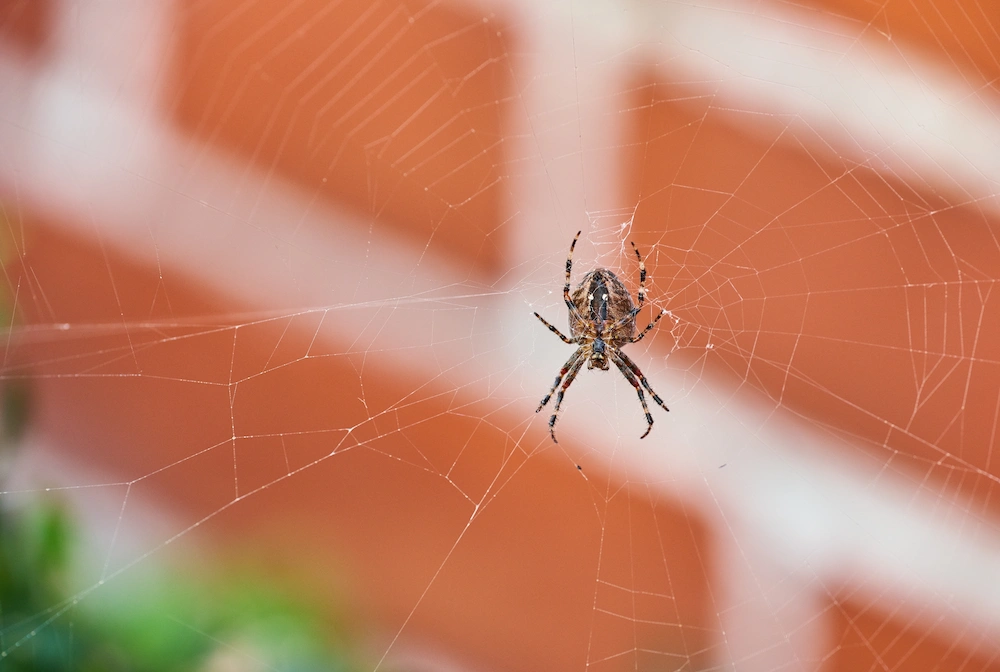 r2 cover how to prevent pests during transitional months; spider