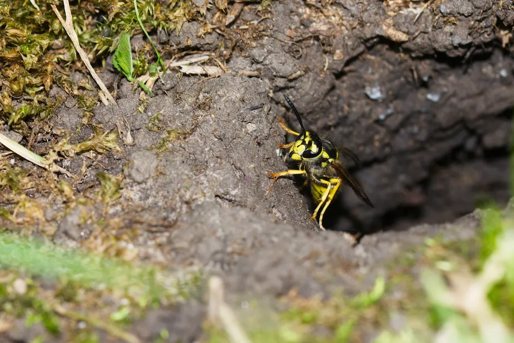 yellow jacket coming out of its nest