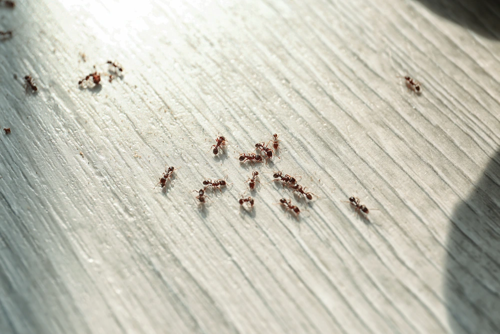 ants on floor