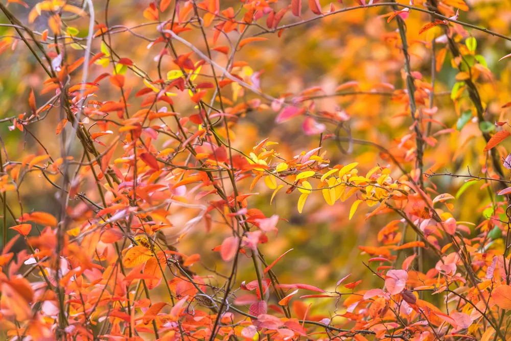 fall leaves on trees