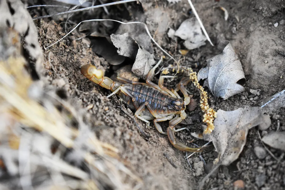 scorpion in yard debris