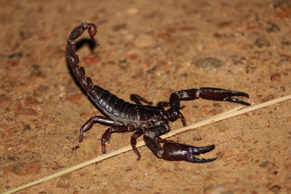 scorpion