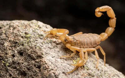 Why Scorpions Love Your Yard in the Fall