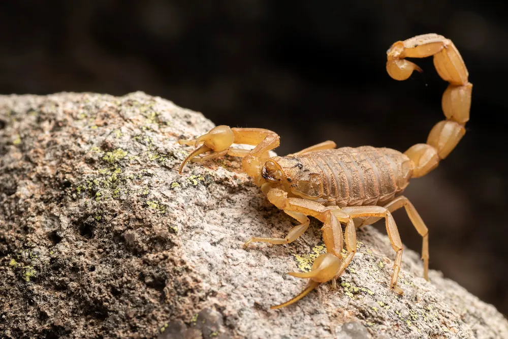 Why Scorpions Love Your Yard in the Fall