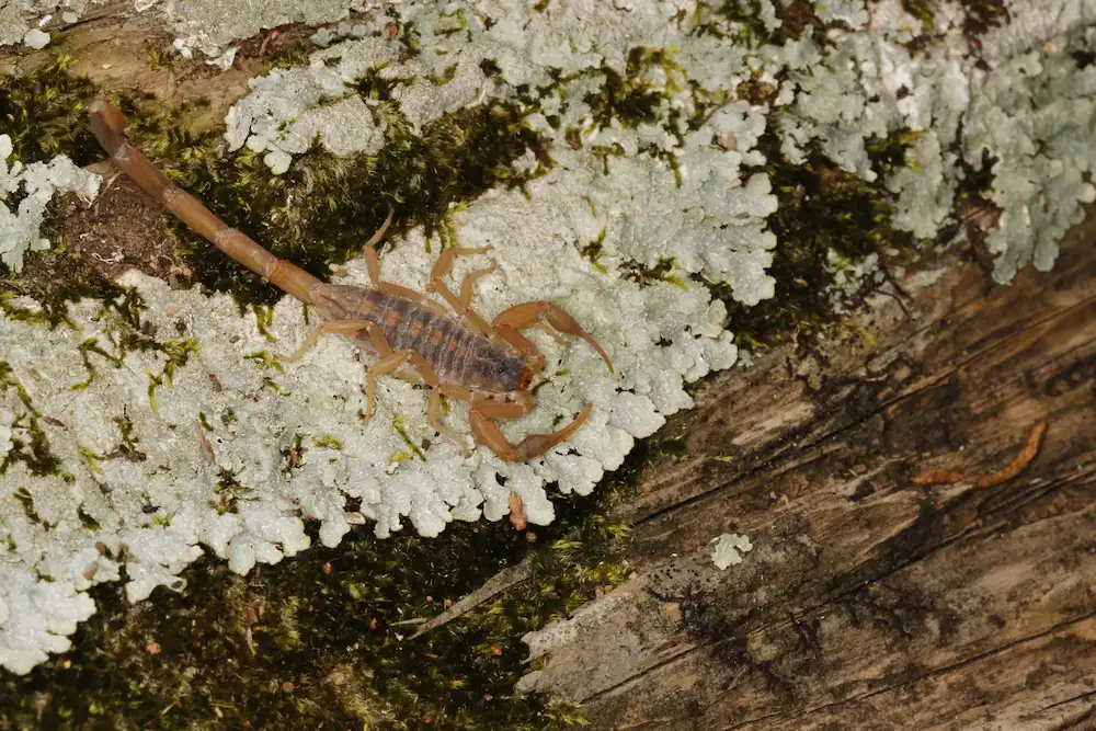 scorpion outside