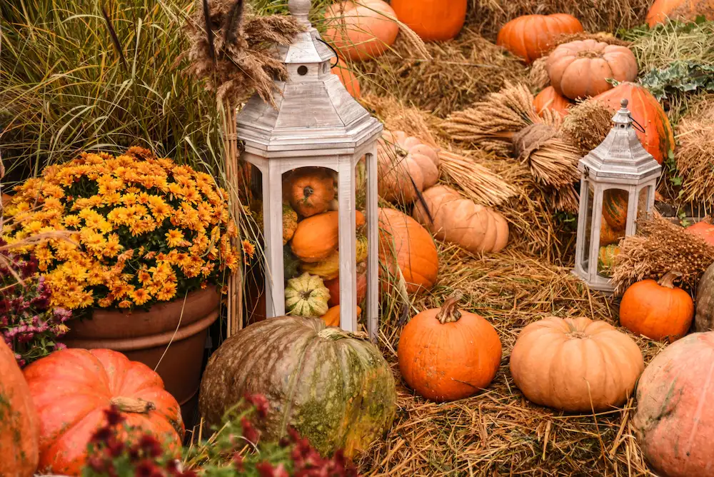 pumpkins and fall decor near hay bales