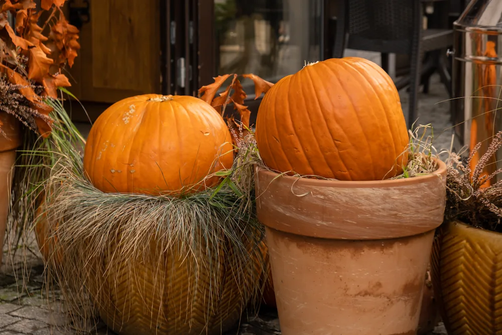 pumpkins in pots of dry grass