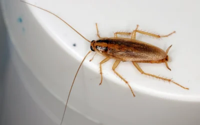 Ants vs. Roaches: How to Tell These Fast-Moving Pests Apart
