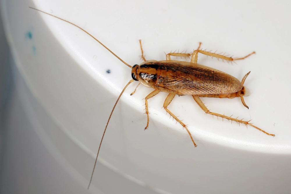 Ants vs. Roaches: How to Tell These Fast-Moving Pests Apart
