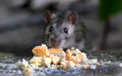 Which Foods Attract Rodents?