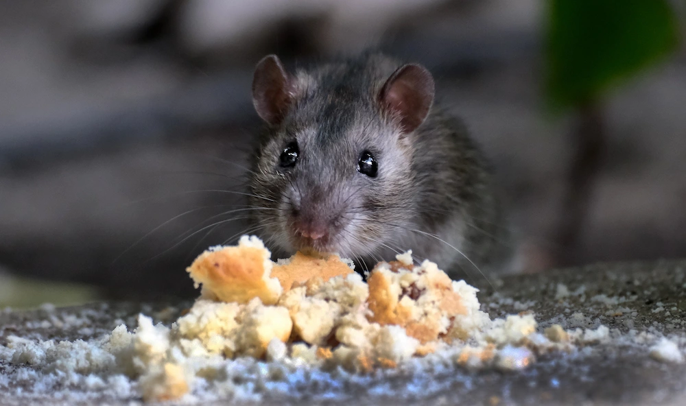 r3 cover rat eating food; which foods attract rodents