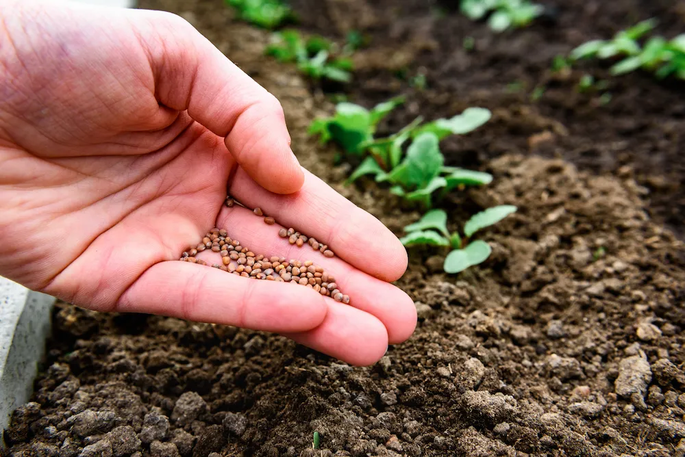 planting seeds